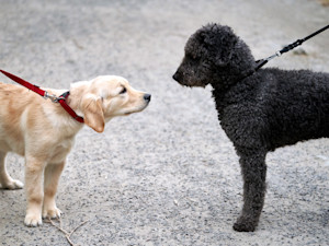 Two dogs are making contact, a puppy and an adult.