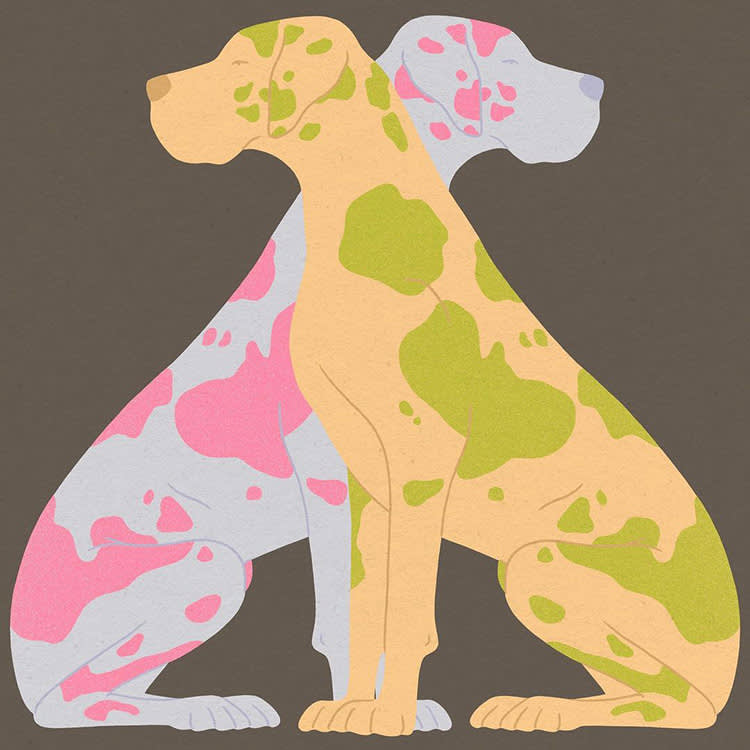 Two colorful Great Danes illustration.