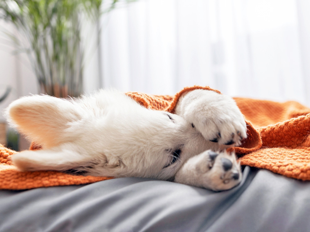 Cute dog cover its face with its paws.