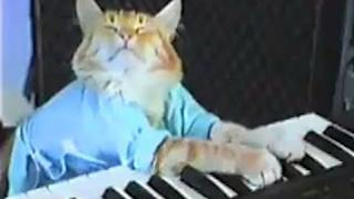 Keyboard Cat
