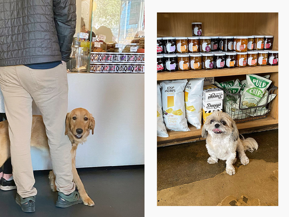 two dogs inside Sqirl