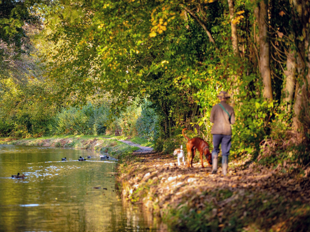 a person walking with dogs next to a canal in Monmouthshire, near Brecon 