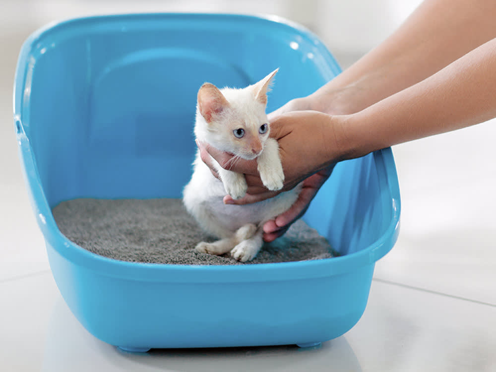Person holding small kitten inside litter box.