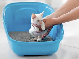 Person holding small kitten inside litter box.