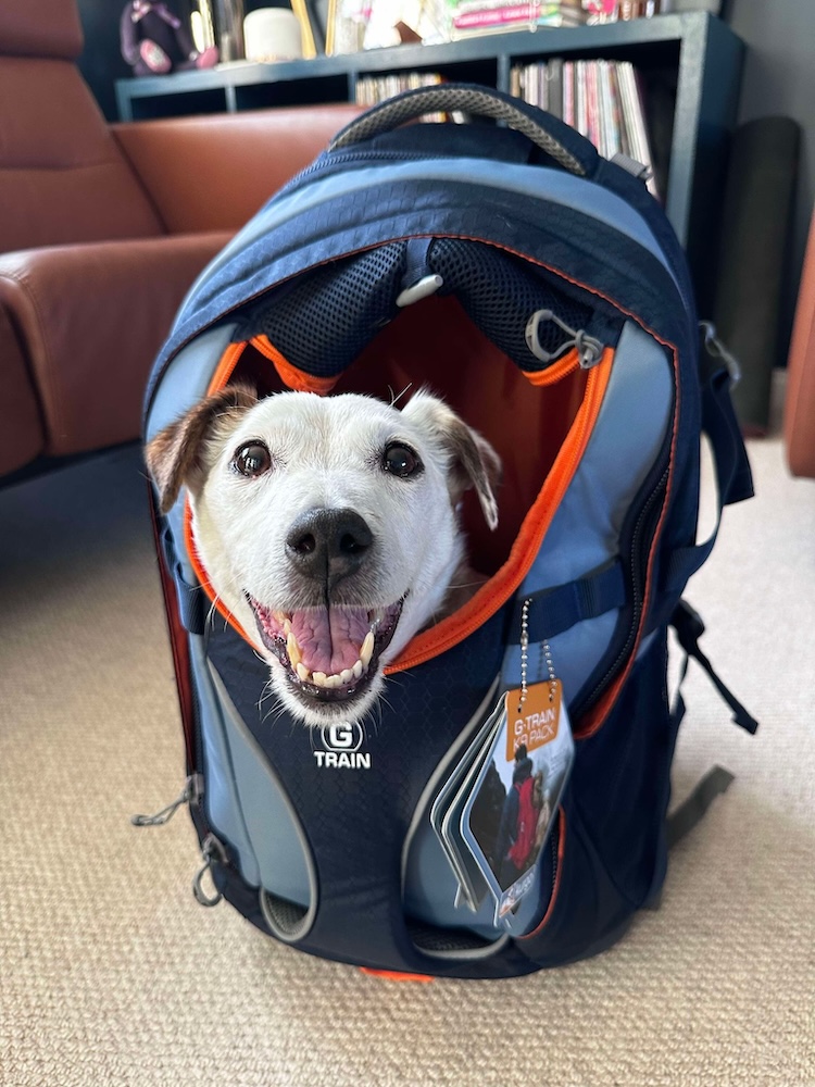 a dog in a backpack