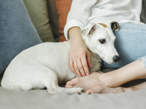 A dog cuddled up next to its owner on the couch 