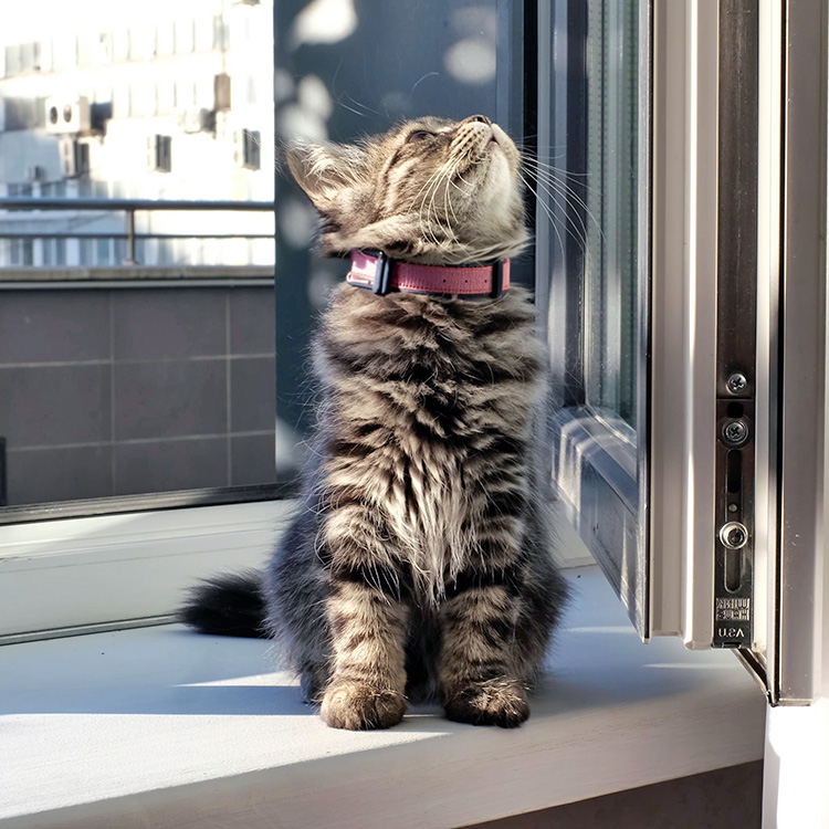 Kitten sniffing the air at home.