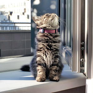 Kitten sniffing the air at home.