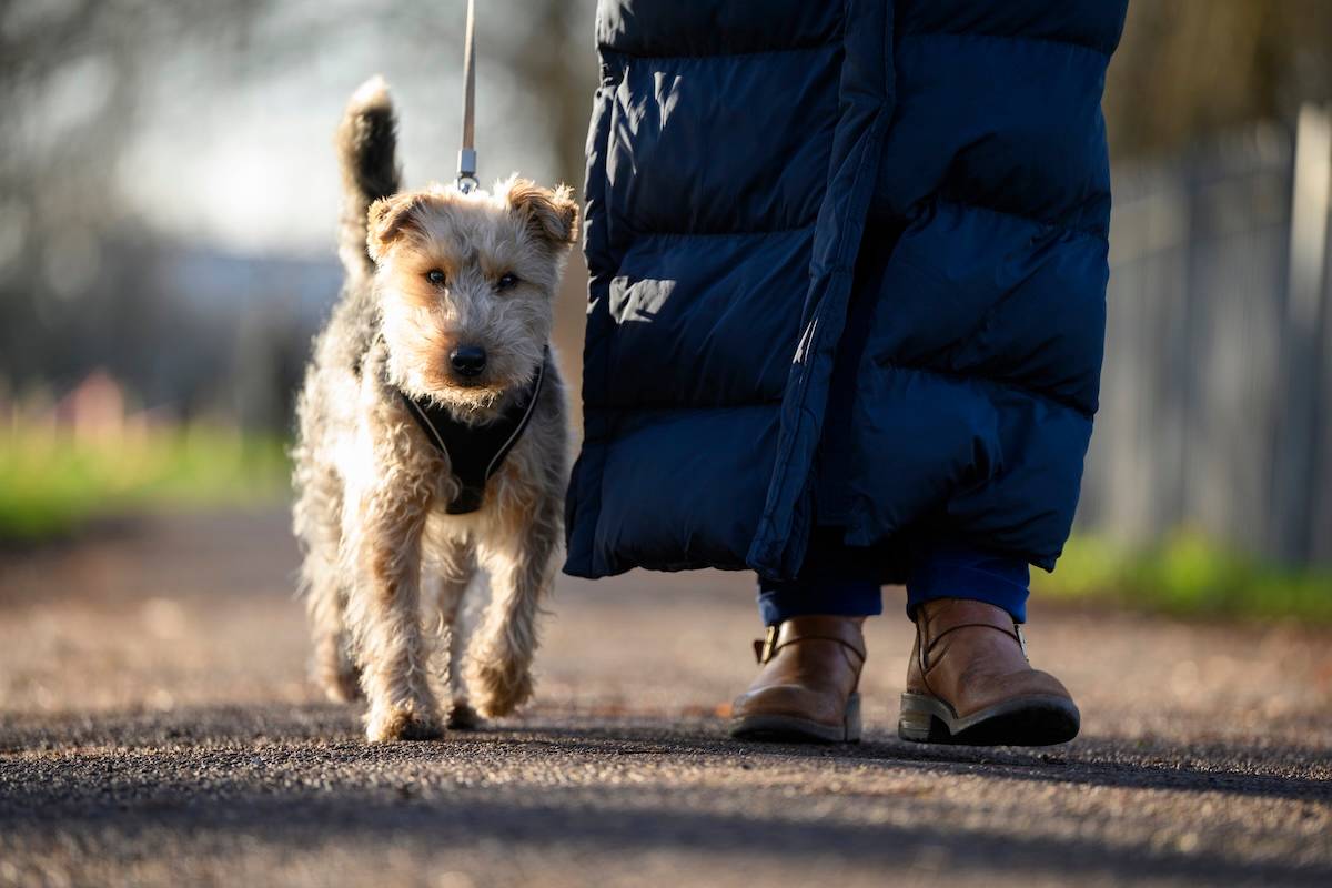 a picture of a terrier walking alongside someone wearing an extra long padded down coat
