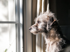 Cute scruffy dog staring outside a window.