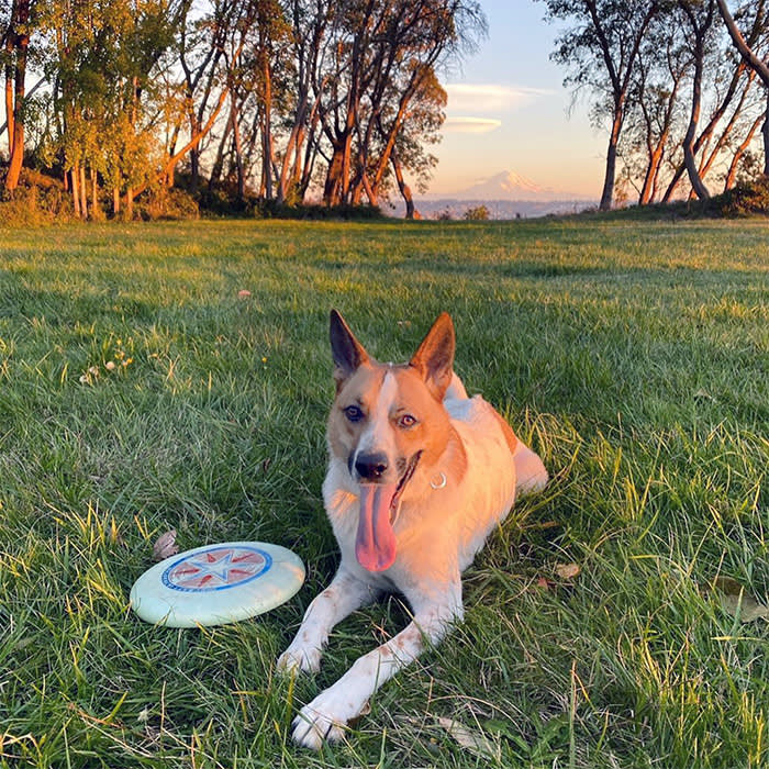 a dog with a frisbee at Vashon-Maury island