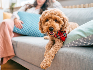 Woman with her doodle dog on the couch.