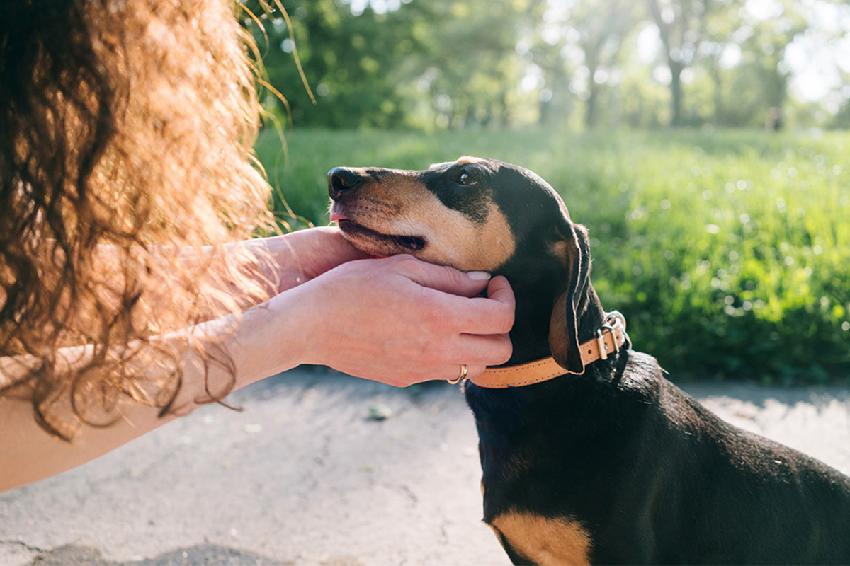 person petting a dachshund 