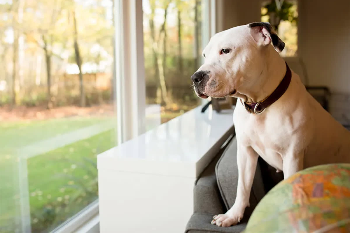 Dog looking out window