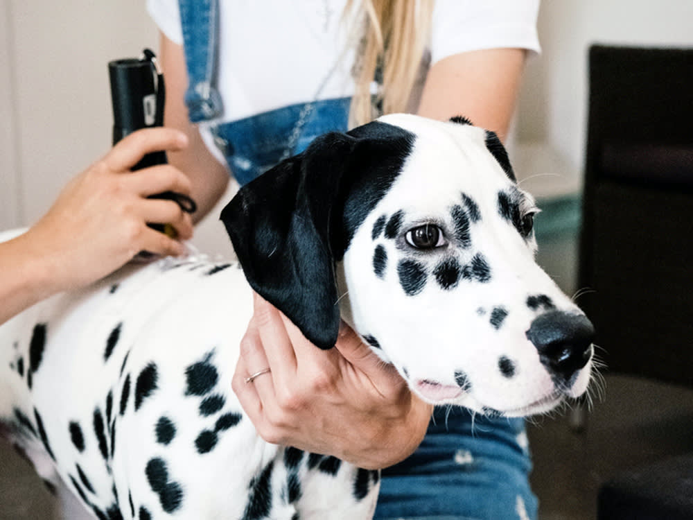 Dalmatian dog getting laser therapy.