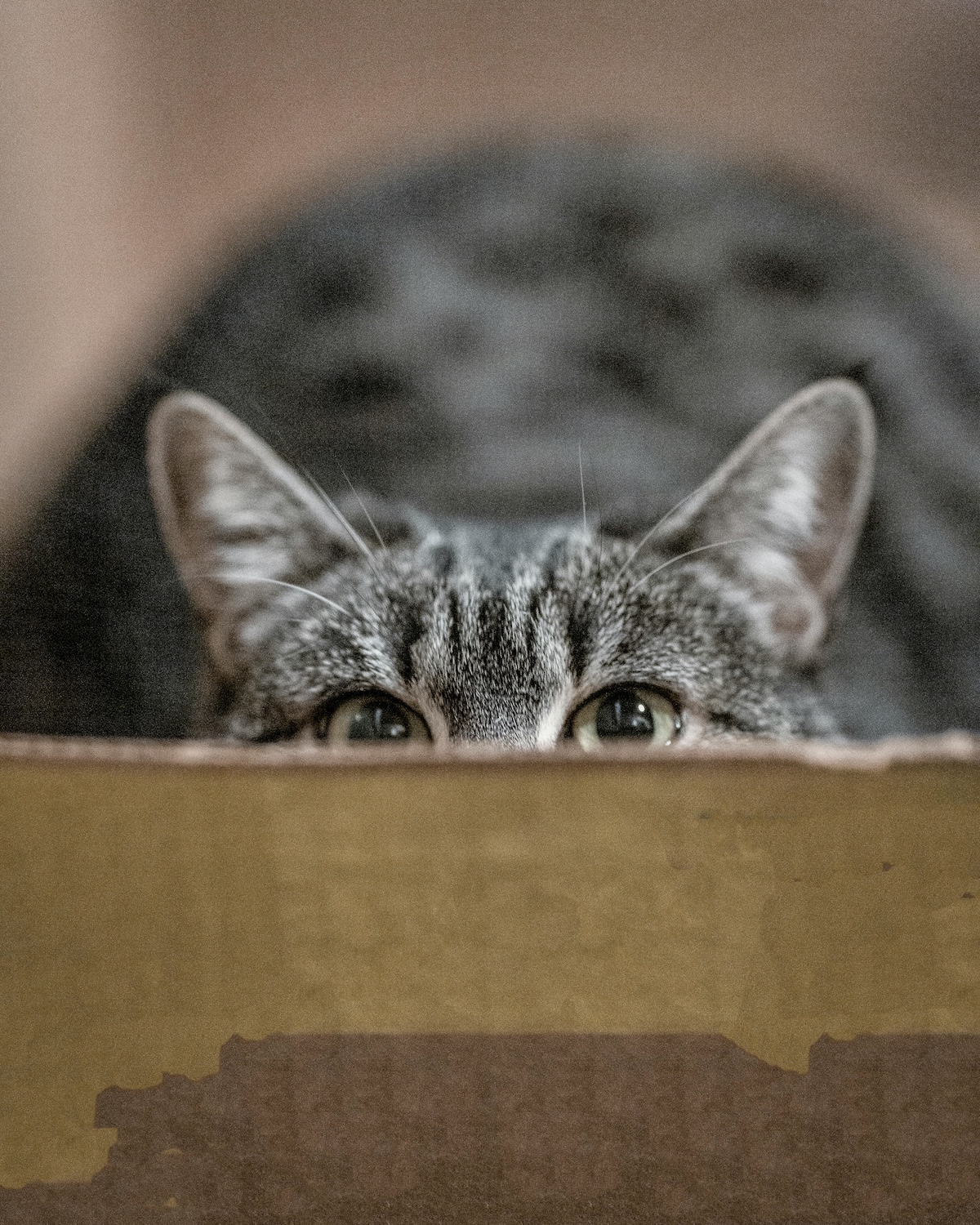 a picture of a cat peeking out from a cardboard box