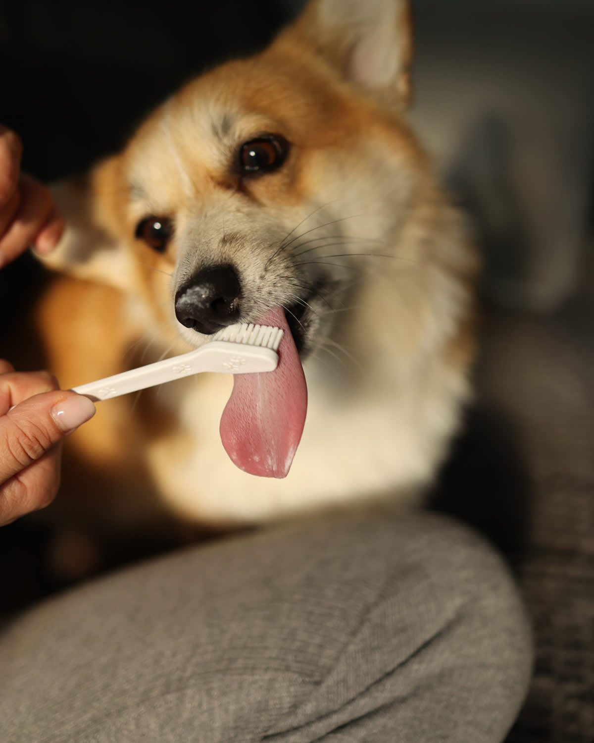 corgi dog licking toothbrush