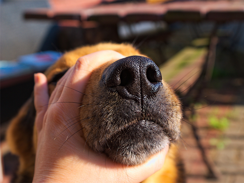 Is Muzzle Grabbing a Proper Canine Greeting The Wildest