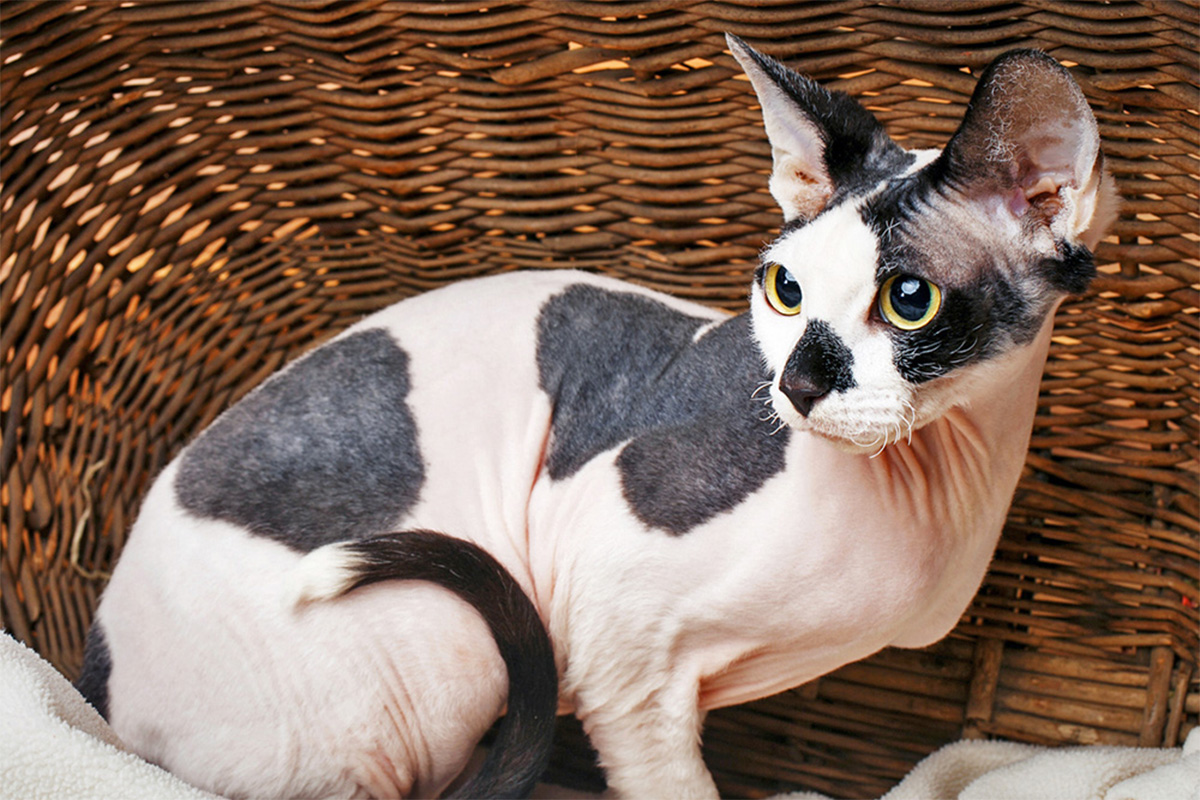 Sphynx cat