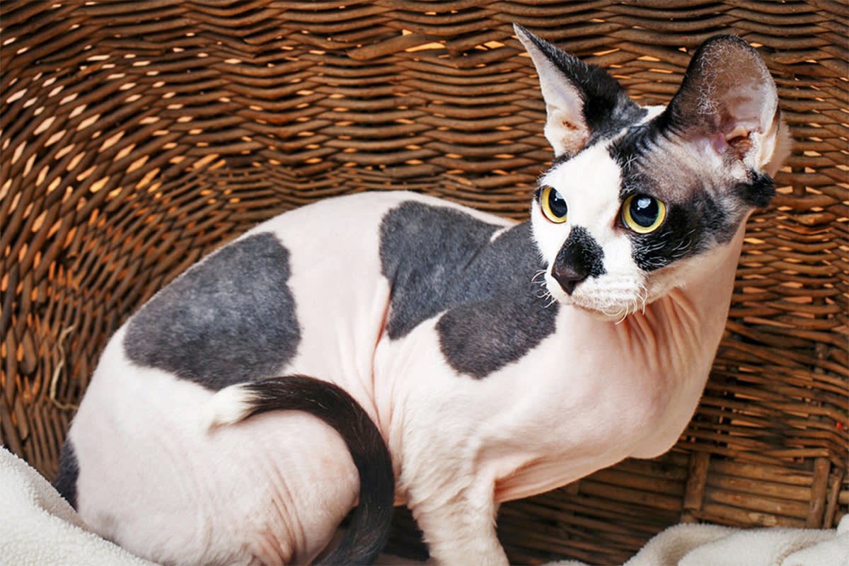 Sphynx cat