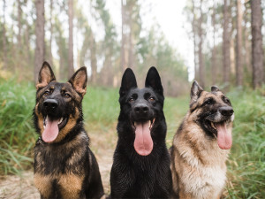 Three german shepherds standing side by side outside with their tongues out. 