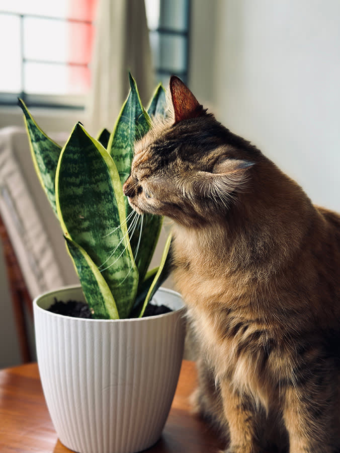 A brown cat with a snake plant.