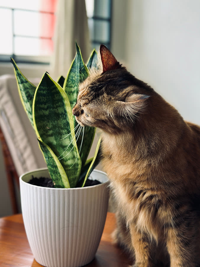 Are Snake Plants Toxic to Cats?