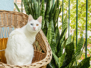 White cat sitting in the wicker chair beside Snake Plant.