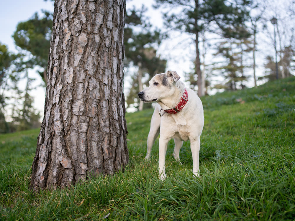 A senior white dog wearing a red collar standing by a large tree in the grass outside