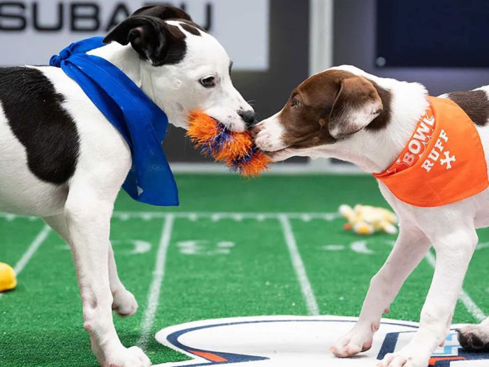 two dogs in puppy bowl tug of war 