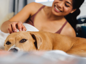 Dark-haired woman wearing a brown tank top petting her tan senior dog while under the covers in bed