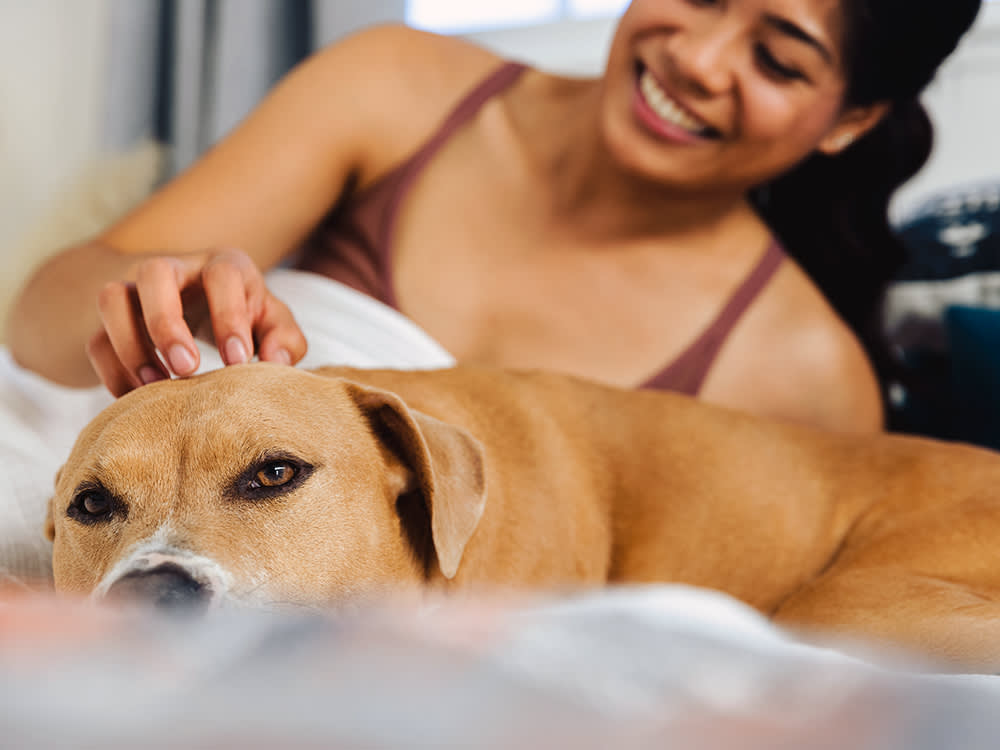 Dark-haired woman wearing a brown tank top petting her tan senior dog while under the covers in bed