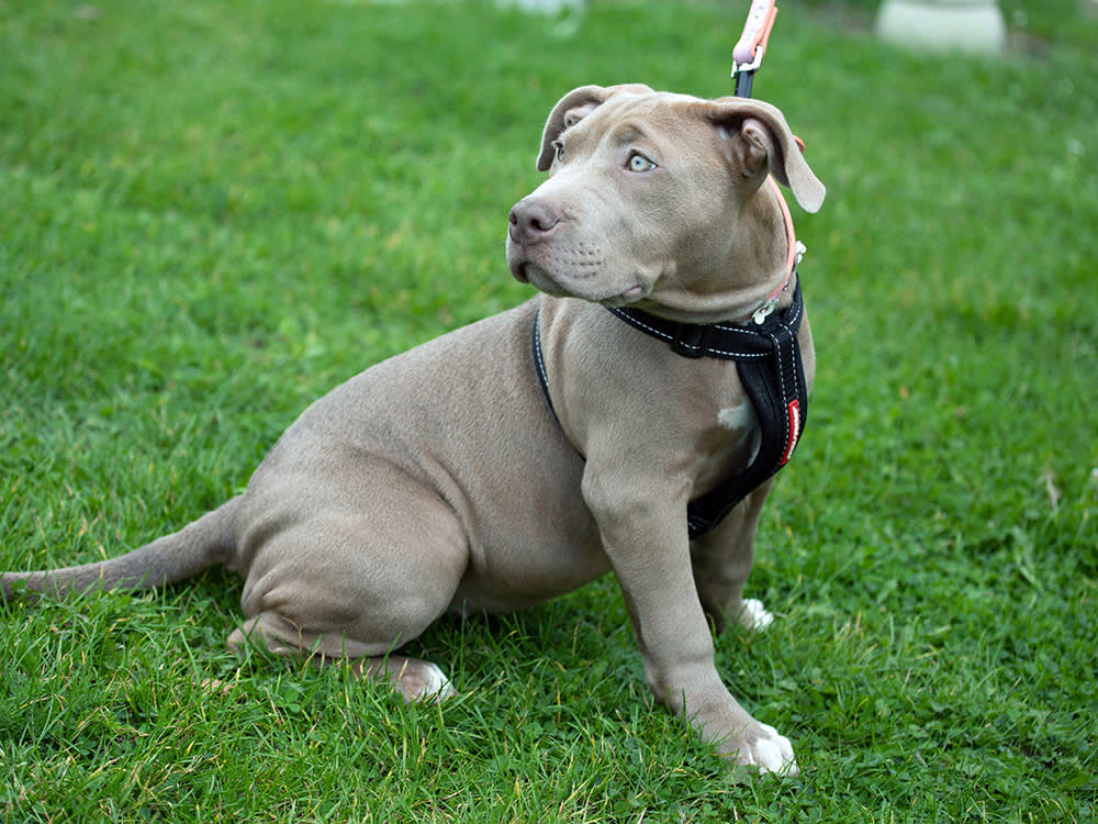 XL bully puppy