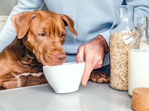Dog drinking oat milk at home.