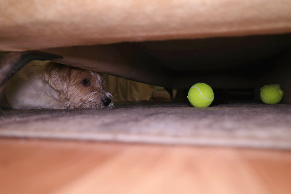 dog stares at tennis balls under the couch