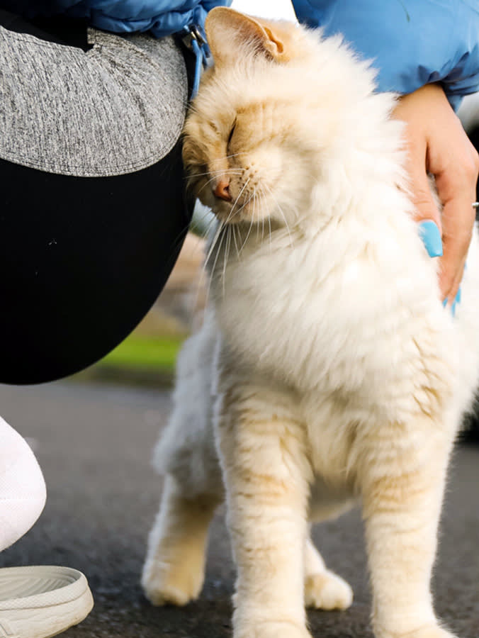 a picture of a white fluffy cat rubbing their head against a human leg