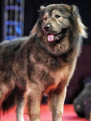 A cross between an actual wolf and a Caucasian Shepherd.
