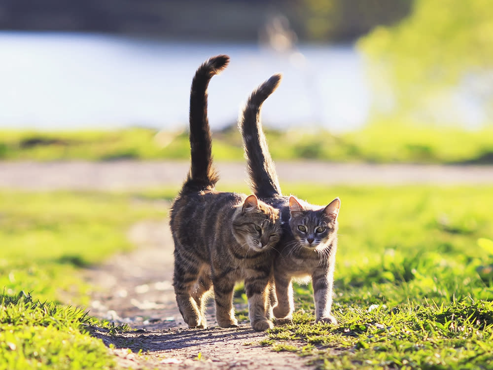 Two cats walking with their tails sticking straight up
