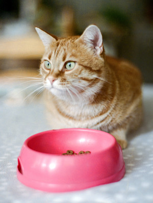 a picture of a ginger cat sitting in front of a pink plastic bowl with biscuits in