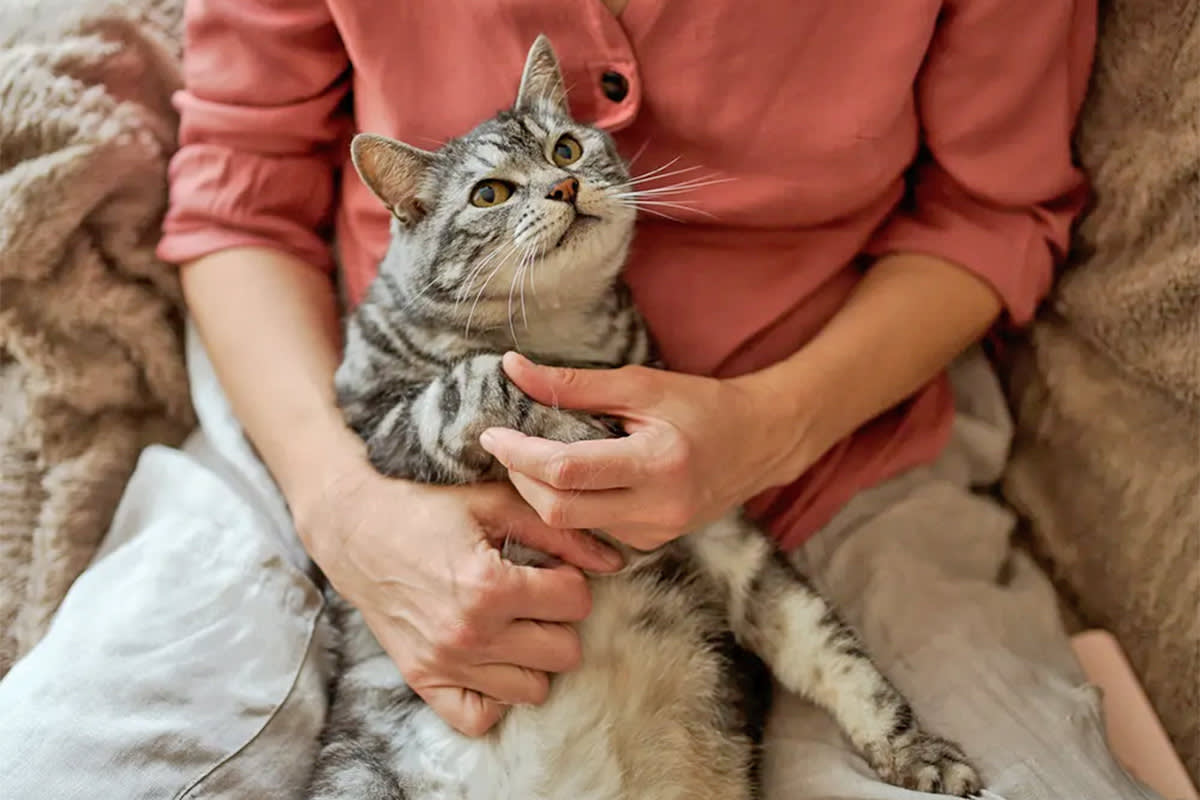 Cat looking at a person