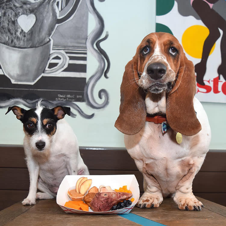 two dogs with food at Château le Woof