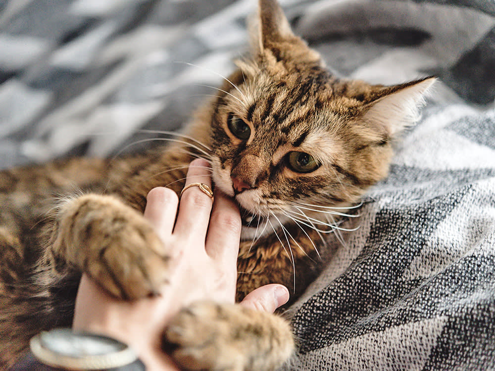 Brown cat biting woman's hand.