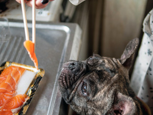 Feeding raw salmon or sashimi to young French bulldog