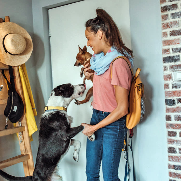 a woman holding a chihuahua greets a great dane at the door