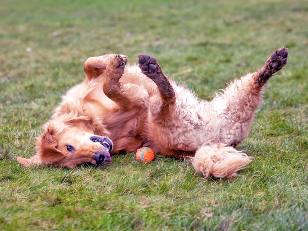 Dog rolling around grass.