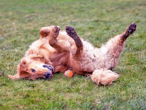 Dog rolling around grass.