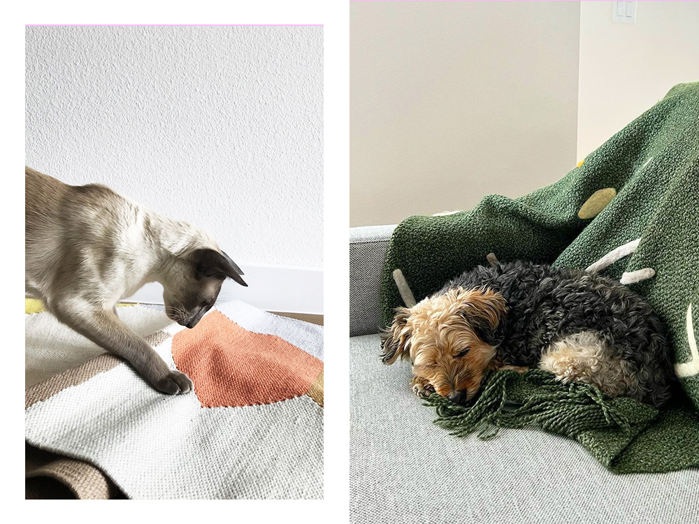 dog and cat on MINNA's blankets
