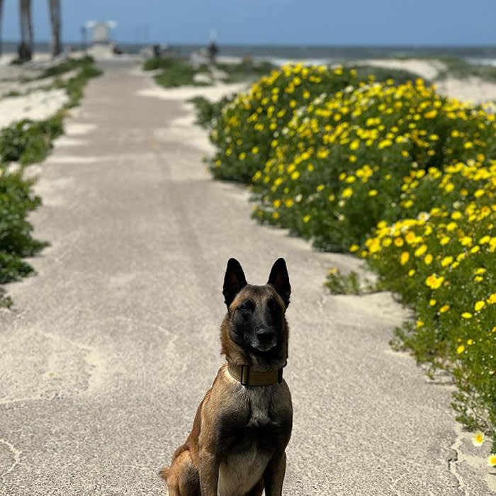 a dog on a trail at Ocean Beach