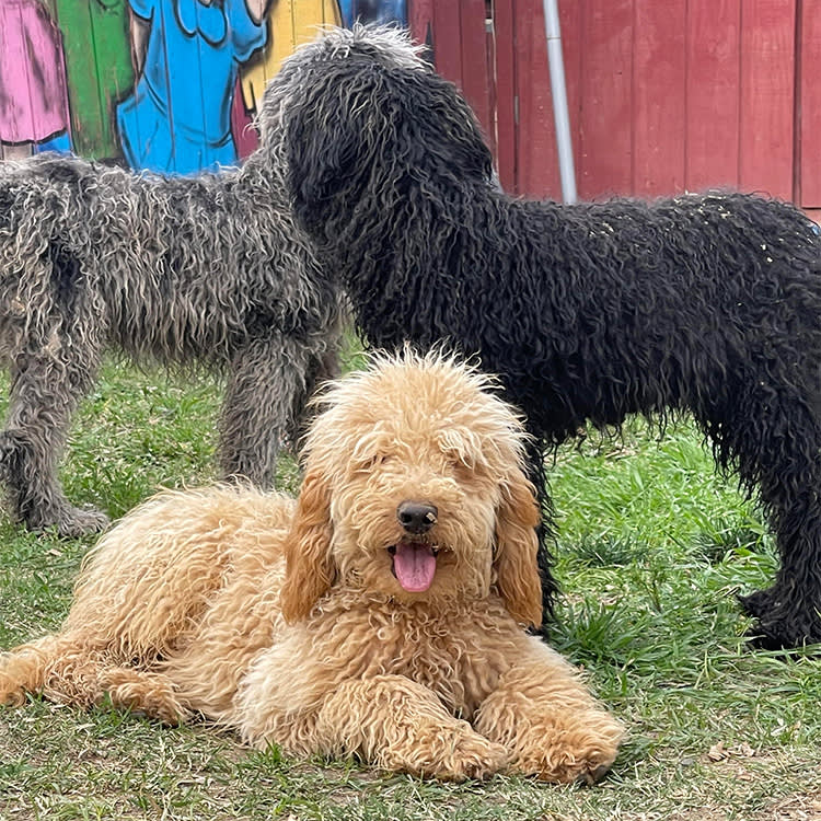 Three doodles sitting outside in the grass. 
