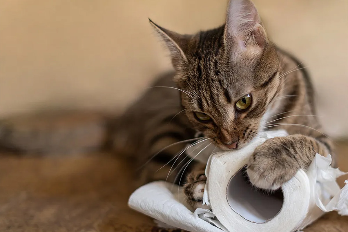 Cat eating toilet paper